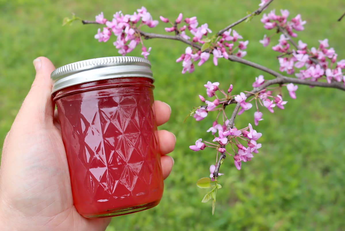 Redbud Jelly (& Syrup)