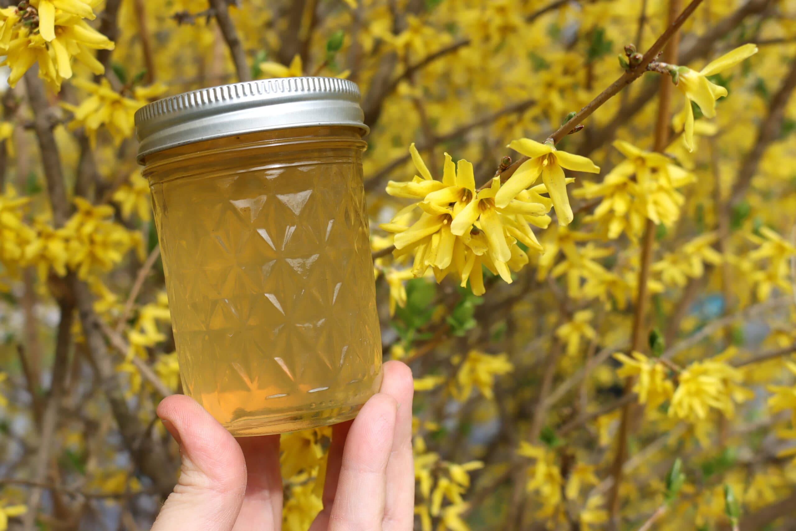 Forsythia Jelly