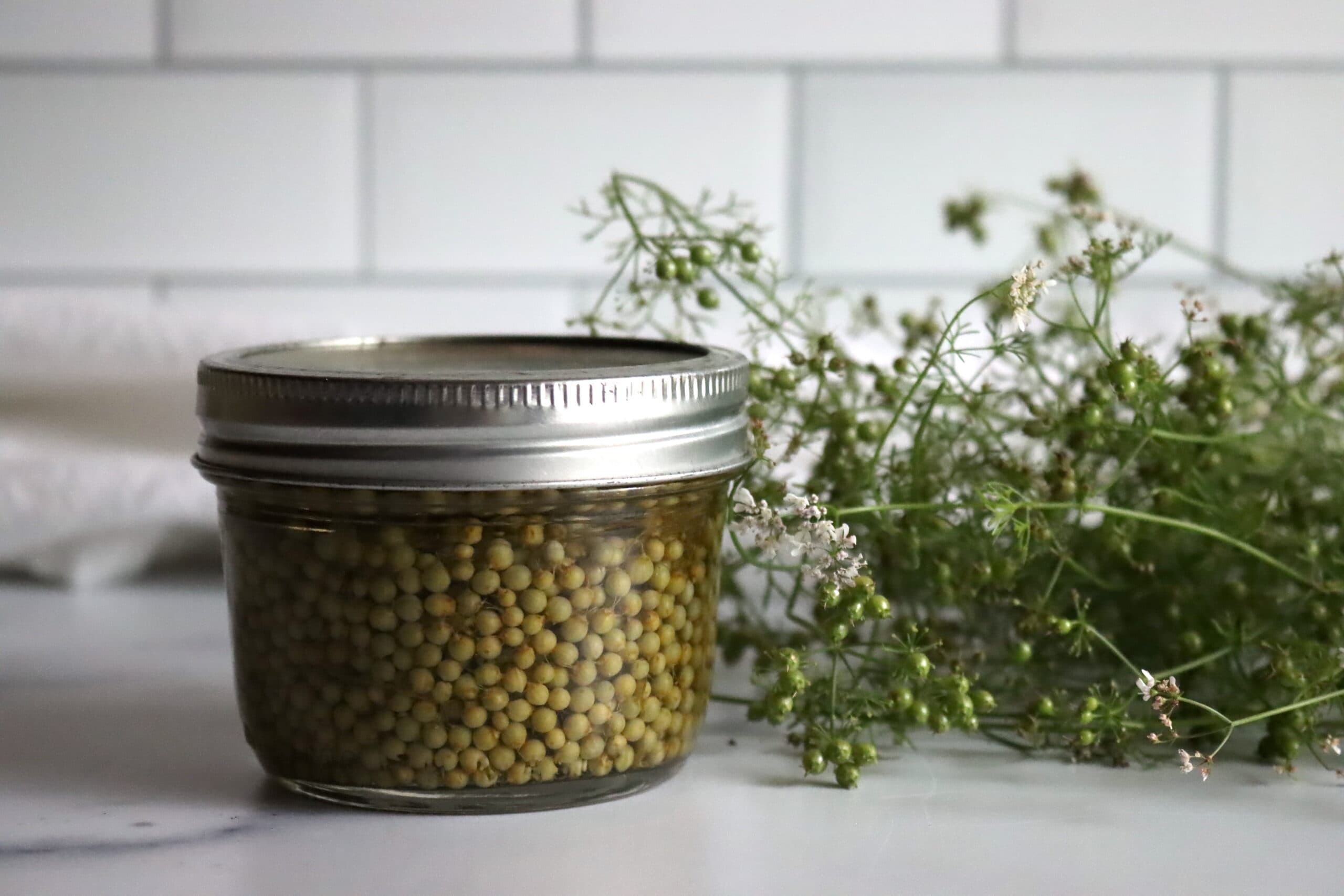 Pickled Green Corriander Seed