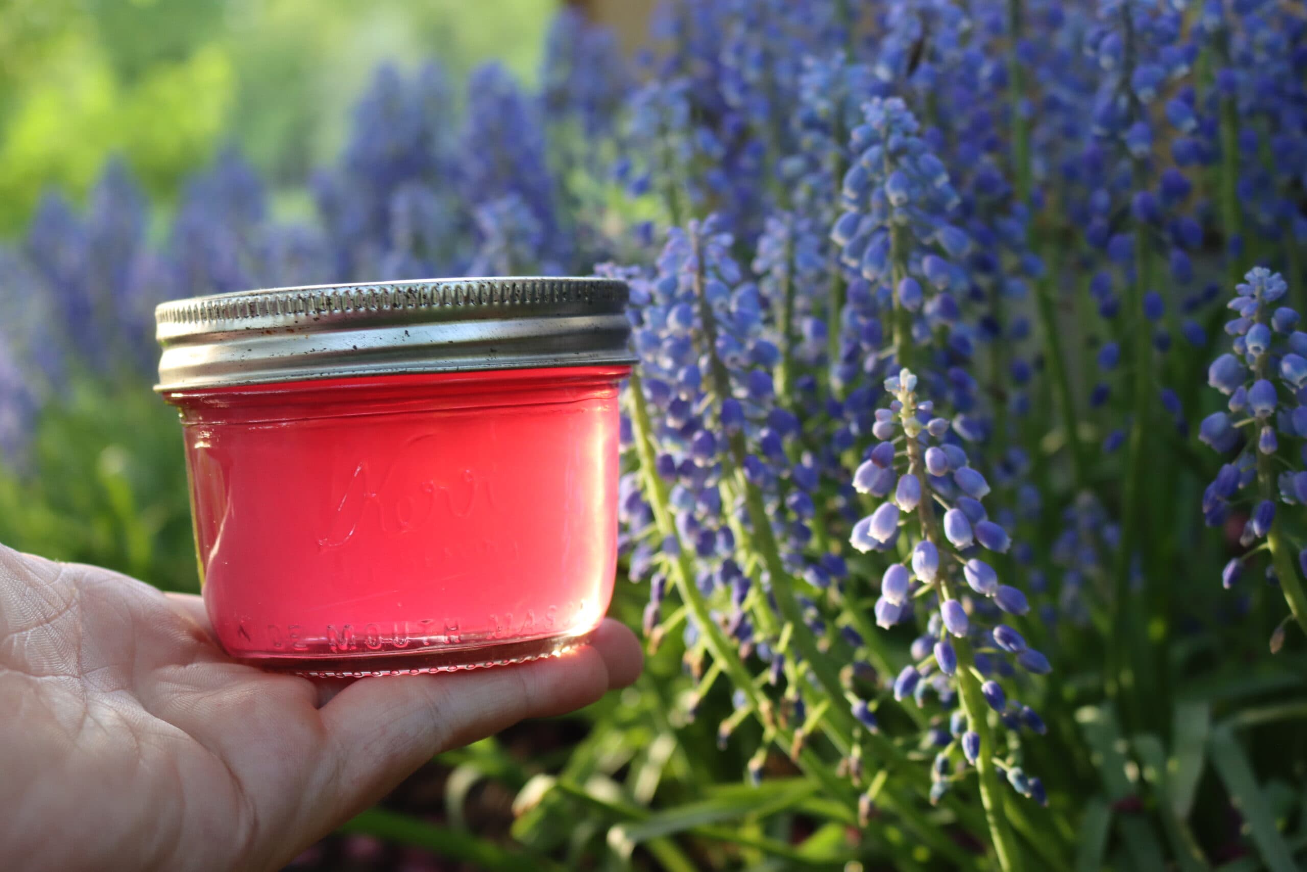 Grape Hyacinth Jelly
