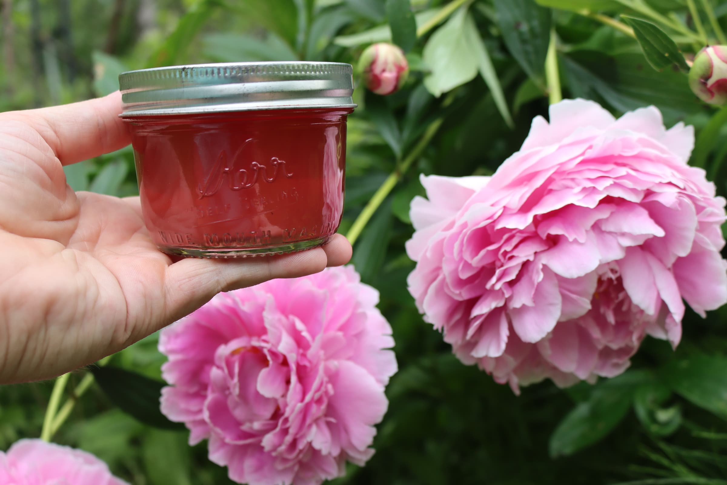 Peony Jelly