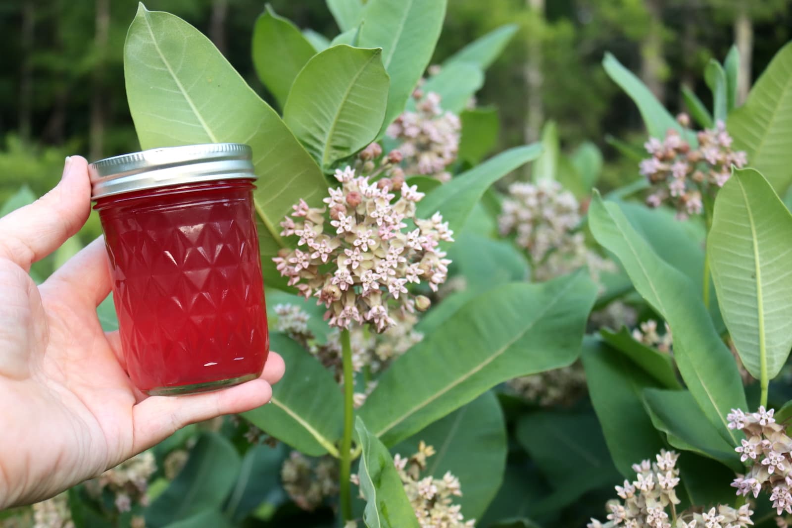Milkweed Flower Jelly