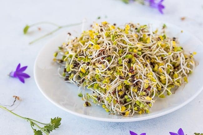 How to Grow Broccoli Sprouts Recipe