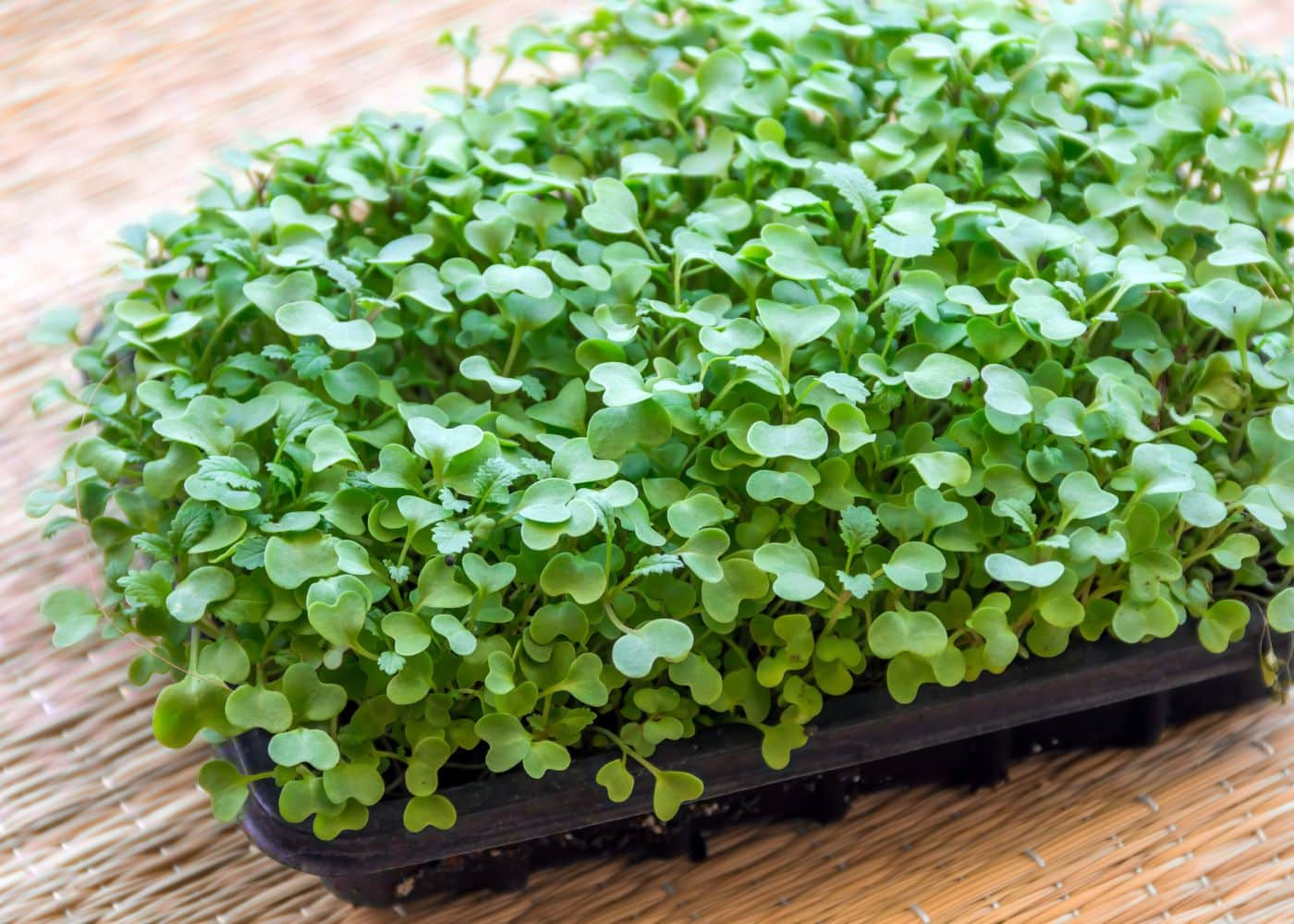 How to Grow Kale Microgreens