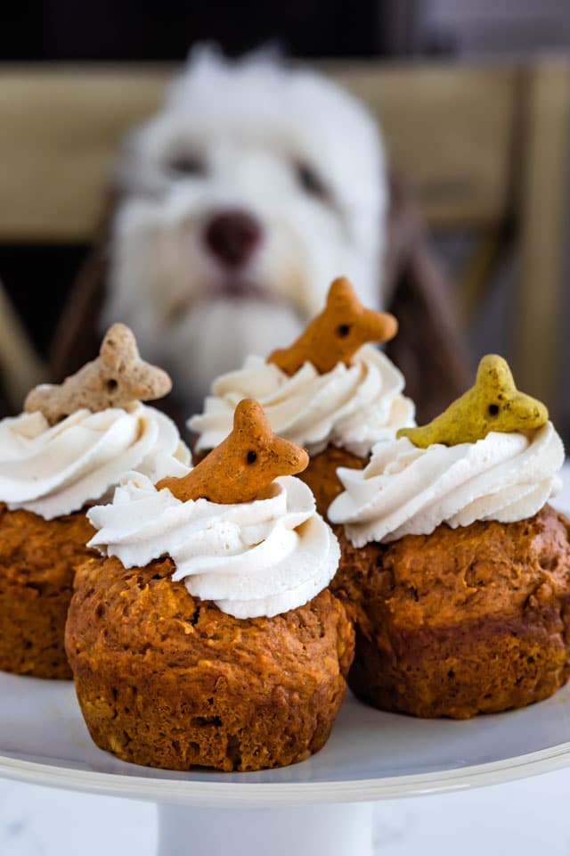 Pumpkin Pupcakes Recipe